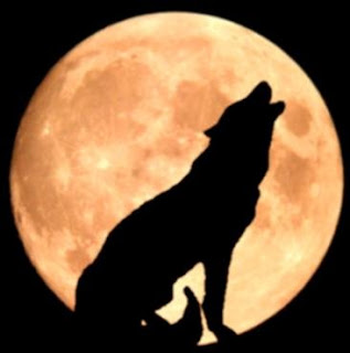 howl wolf wolve loup lup lobo varg byk vlk mbwa mwitu kurt hunt ulv vuk ujk wild huisdieren Haustiere husdjur animales domesticos wallpaper dog breeds wolfdog pets  