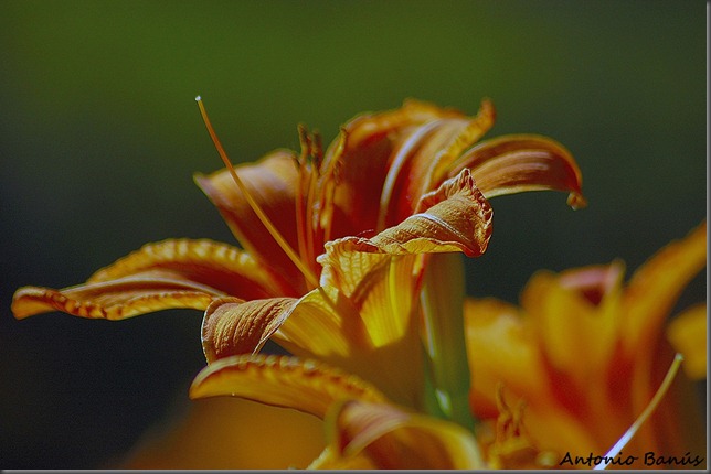 1 DSC_0523X1