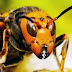 😱Las zonas desérticas son barreras naturales del avispón gigante asiático antes de llegar a Sudamérica👉🐝😱