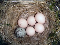 Eastern Phoebe nest with a Brown-headed Cowbird egg – June 1, 2007 – Gaawebdesign