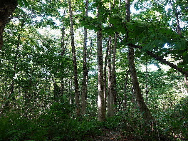 烏ヶ山登山道