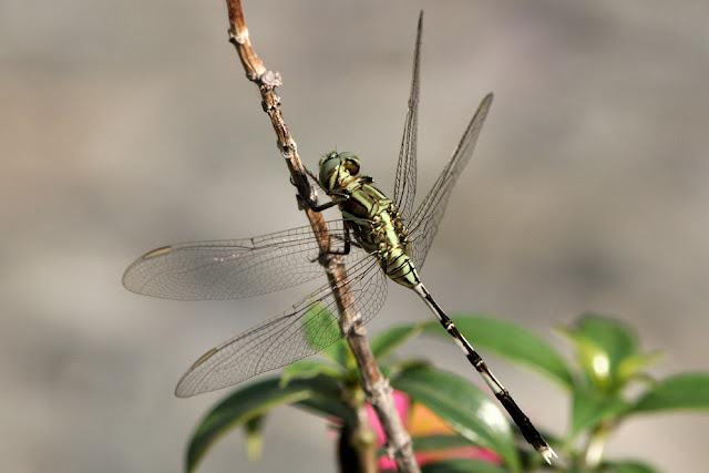 Orthetrum sabina the Green Marsh Hawk