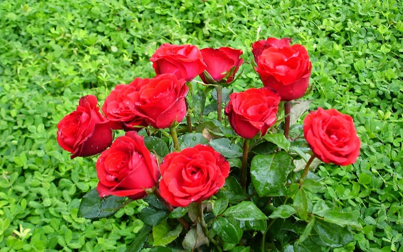Terpopuler Bunga Mawar Merah Gambar