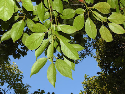 Leaves of Stout Camphor Tree (lower surface)