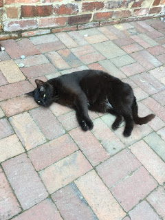 Black Cat laying down at Edgar Allen Poe Museum in the shade