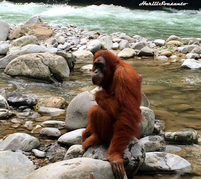 Gunung Leuser National Park, North Sumatera5