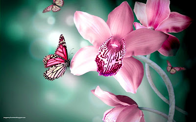 flor-mariposa-naturaleza-color-rosa-rosado-bello-hd-fondos-wallpaper
