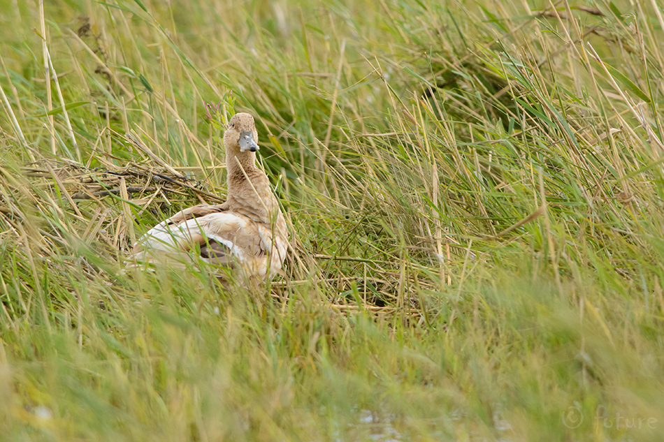 Sinikael-part, Anas platyrhynchos, Mallard, Greenhead