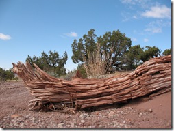 2012-04-15 Petrified Wood, Fry Canyon, UT (4)