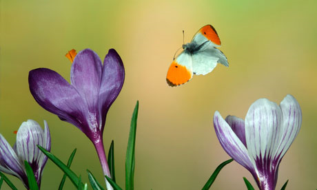 swarm of butterflies. were swarms of utterflies