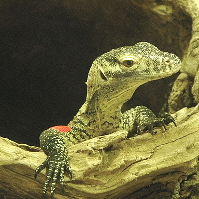 komodo dragon baby