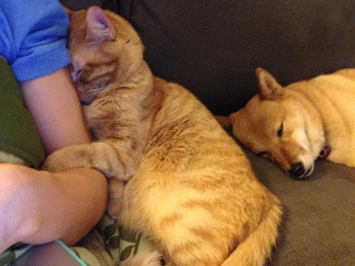 18 Loving Pets That Truly Stole Their Owners' Hearts