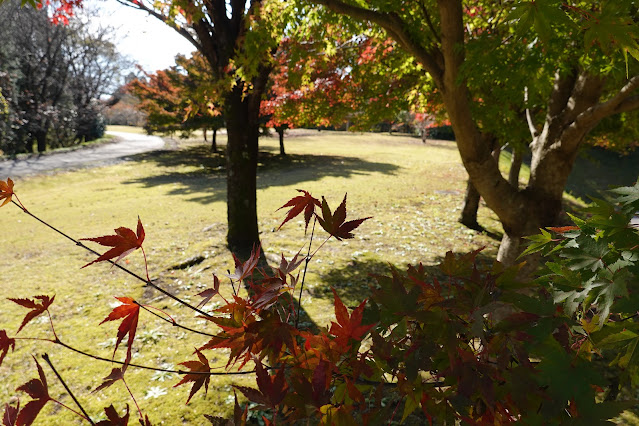 鳥取県西伯郡南部町鶴田 とっとり花回廊 桜の広場