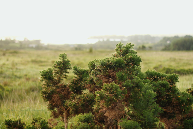 Connemara Gorse landscape