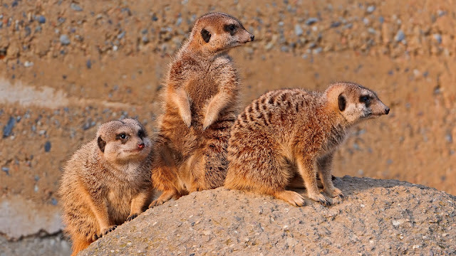 Meerkats Animal