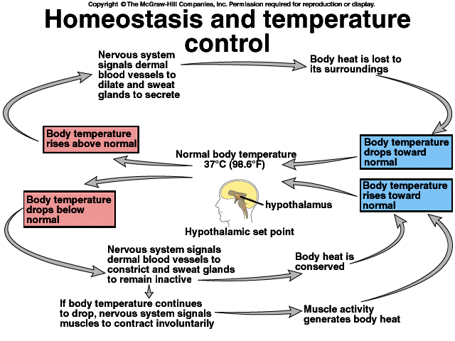 homeostasis-pregnancy-positive-feedback. This is Homeostasis homeostasis-pregnancy-positive-feedback. This is Homeostasis