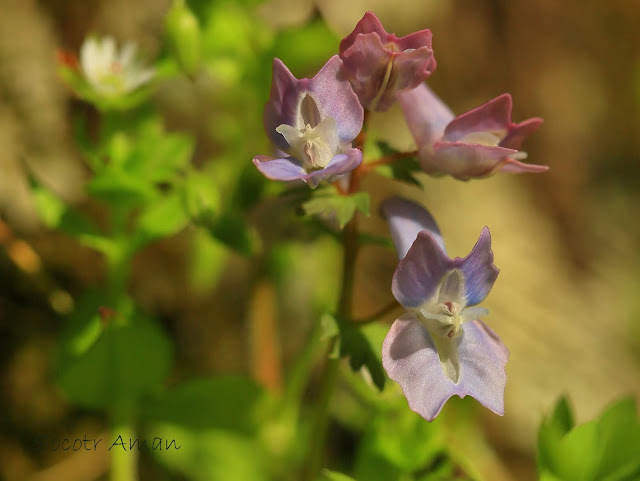 Corydalis lineariloba