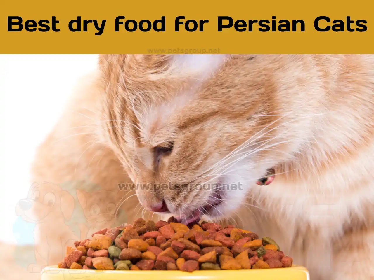 best dry food for persian cats