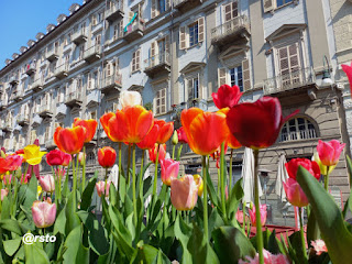 Tulipani piazza Emanuele Filiberto