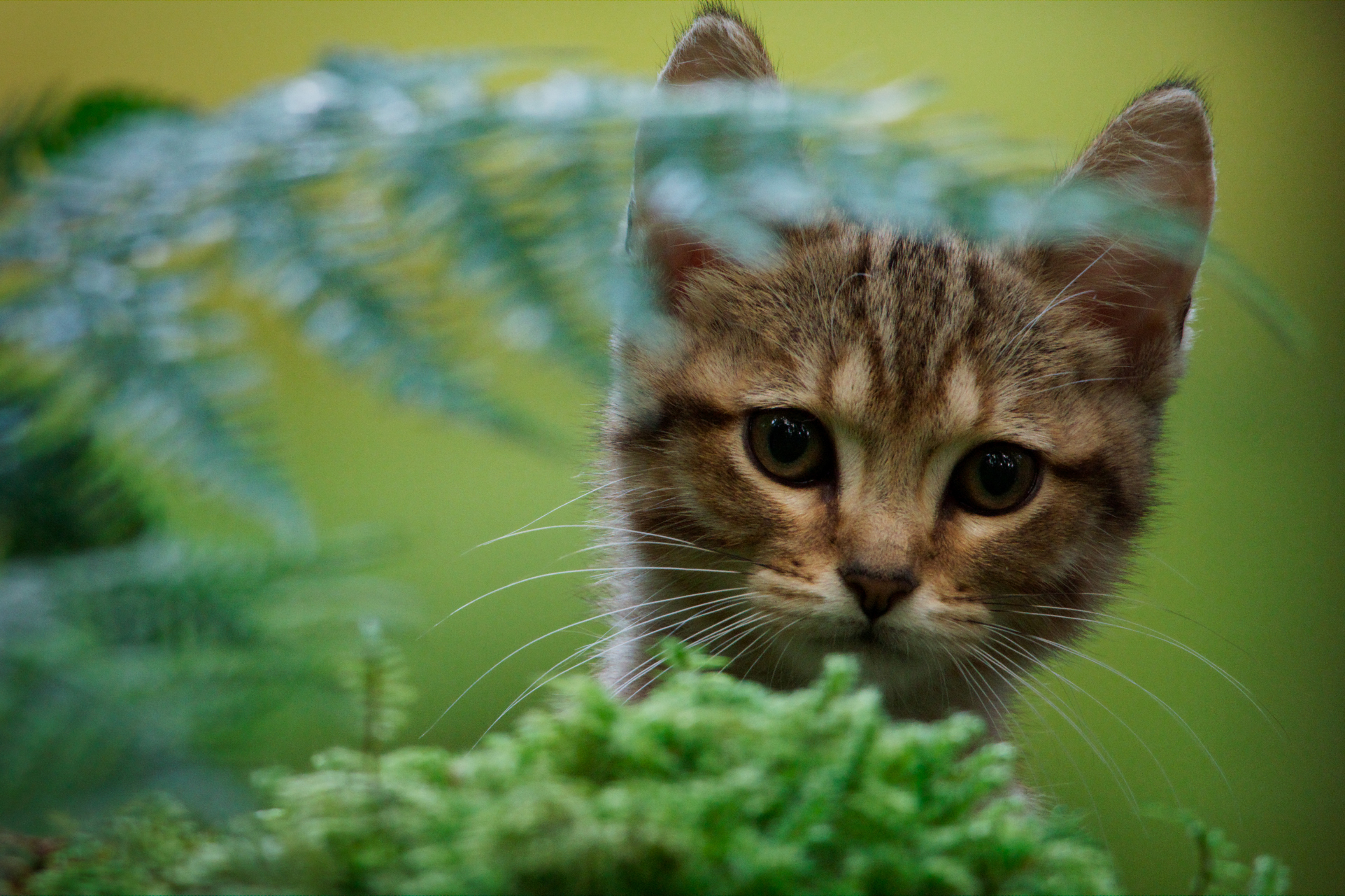 Mon Chat et moi, la grande aventure de Rroû