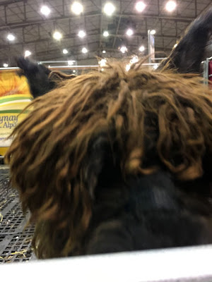 A blurry close-up of a dark brown alpaca's nose peering over an enclosure, with cocked ears and messy scene kid hair.