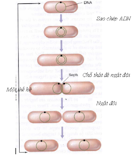 sinh sản của vi khuẩn