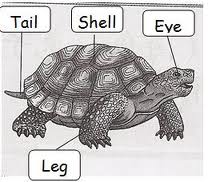 Skim042659: External features of animals