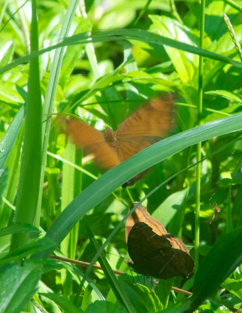 Brown Pansy (Junonia hedonia) 