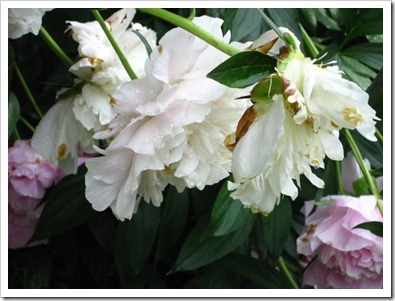 20120612_peony_009