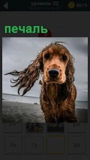 Собака мокрая на ветру на берегу водоема с печальным выражением морды 