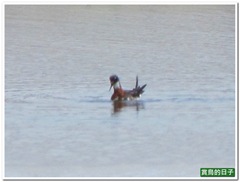 20110522_112254_038_LiZeWetLand