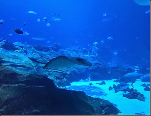 2014-12-GeorgiaAquarium04