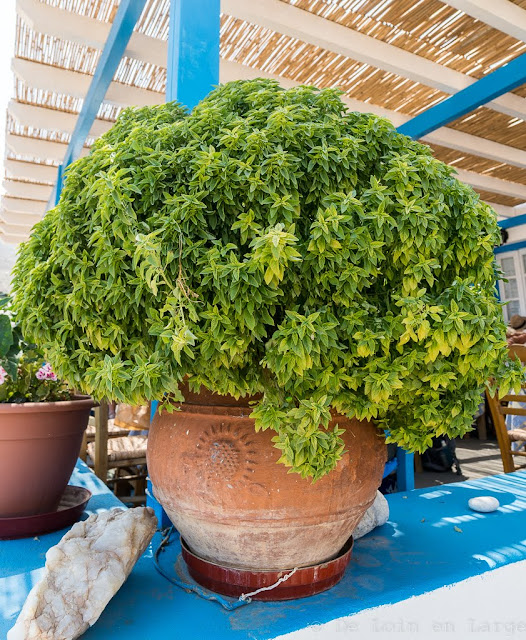 Taverne O Mitsos-Kalotaritissa-Donoussa-Cyclades