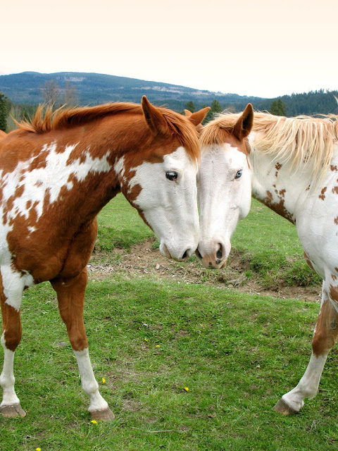 horses رحلة إلى عالم الخيول مُنذ ولادتها ’’ بالصور ‘‘