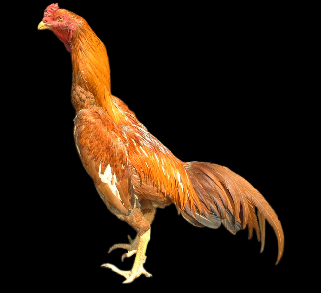 Central Ayam  Jenis Ayam  Hias Peliharaan 