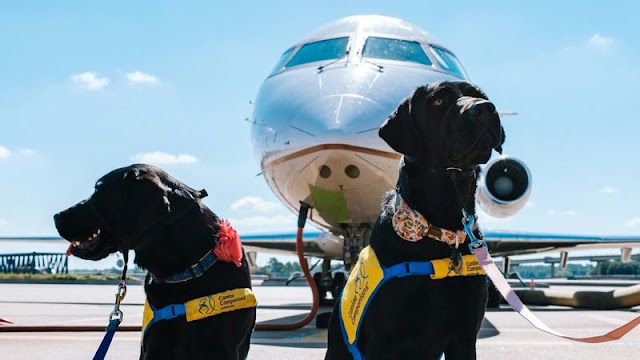 Veja as regras para viajar de avião com cachorro ou outro pet na Gol, Latam e na Azul