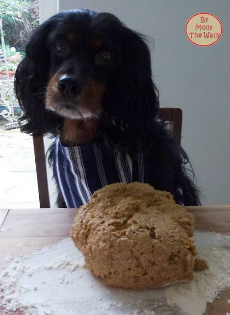 Molly The Wallys' Barking Bakes for Halloween 8