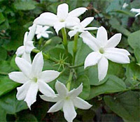 Jasmin Flower Image