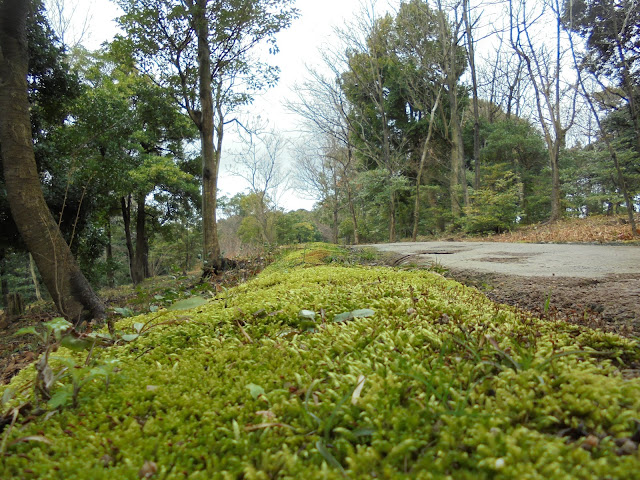 弥生の森の遊歩道