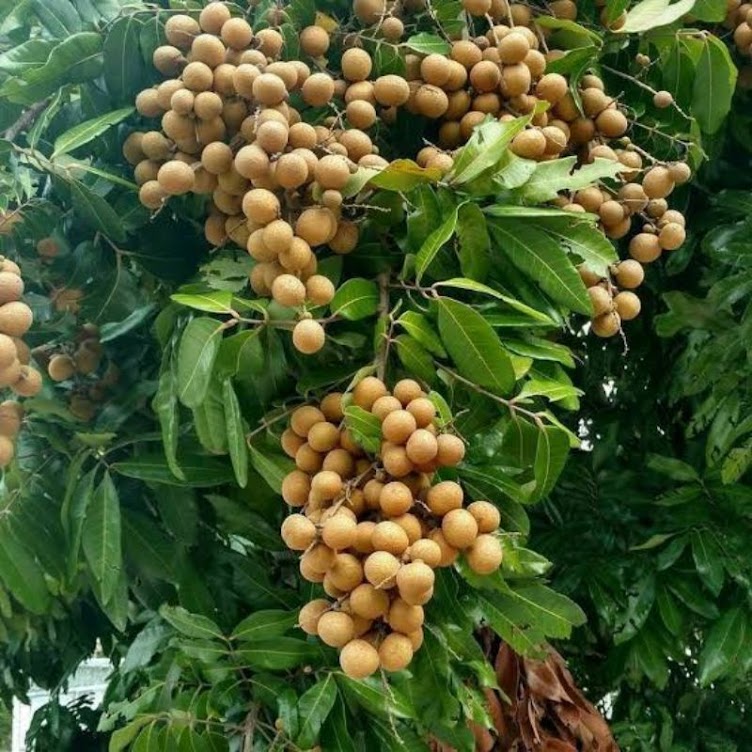 bibit pohon kelengkeng itoh produktifitasnya tinggi siap tanam Pekanbaru