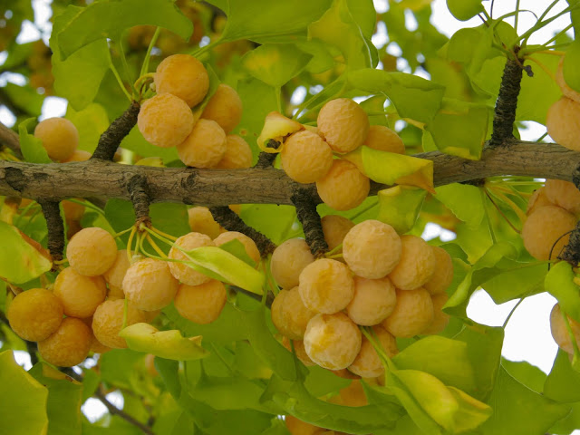 Ginkgo biloba "Eastern Star"