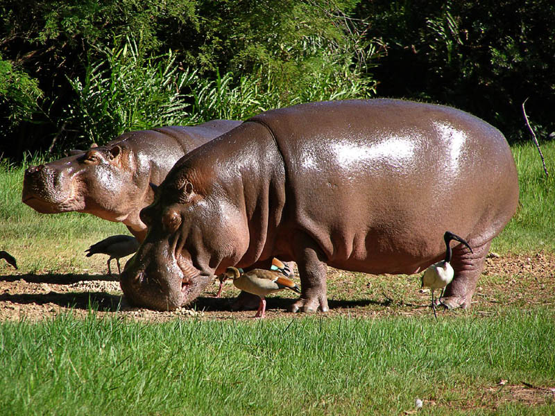 Wildlife of the World: Hippopotamus Animal