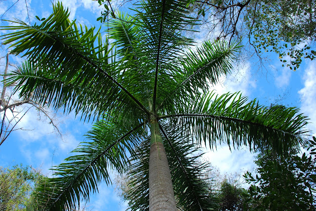 Fakahatchee Strand Preserve State Park