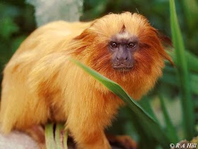 Fakta Tentang Golden Lion Tamarin 