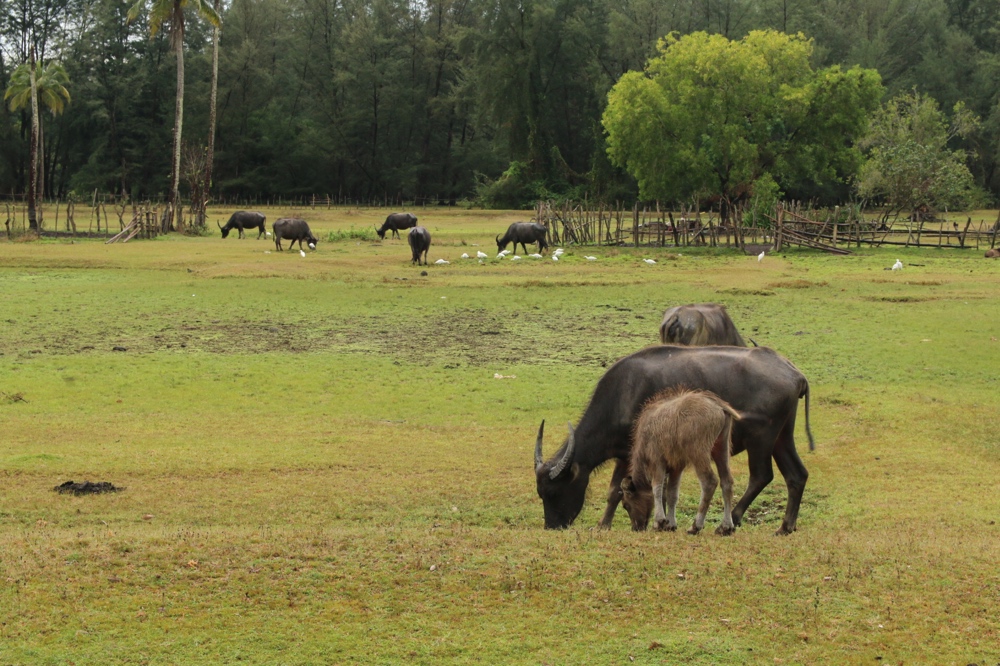 Buffaloes