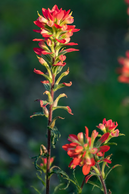 Indian Paintbrush, Union Hill Road