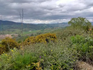 landscape with bushes, flowers, trees, clouds.