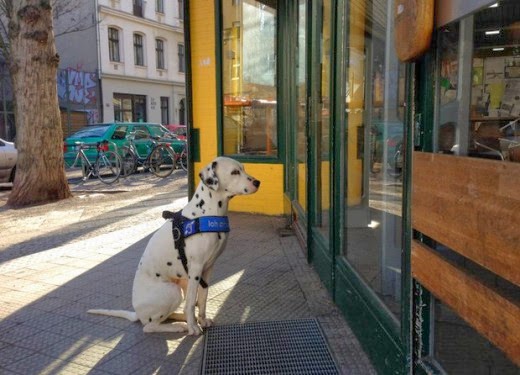 35 Pictures of Dogs Waiting For Their Owners Patiently Outside Shops