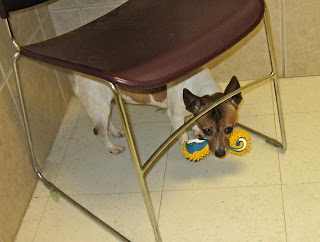 dog breaking toys under chair