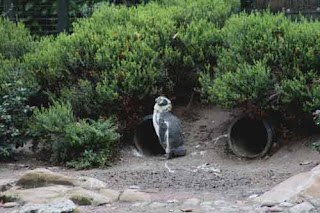 Penguin Outside Nest Penguin Beach London Zoo